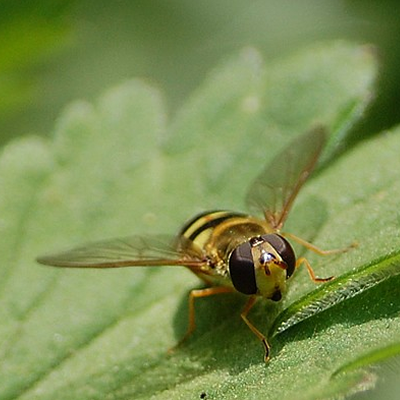 Inqiusitive Hoverfly